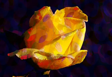 Rose jaune